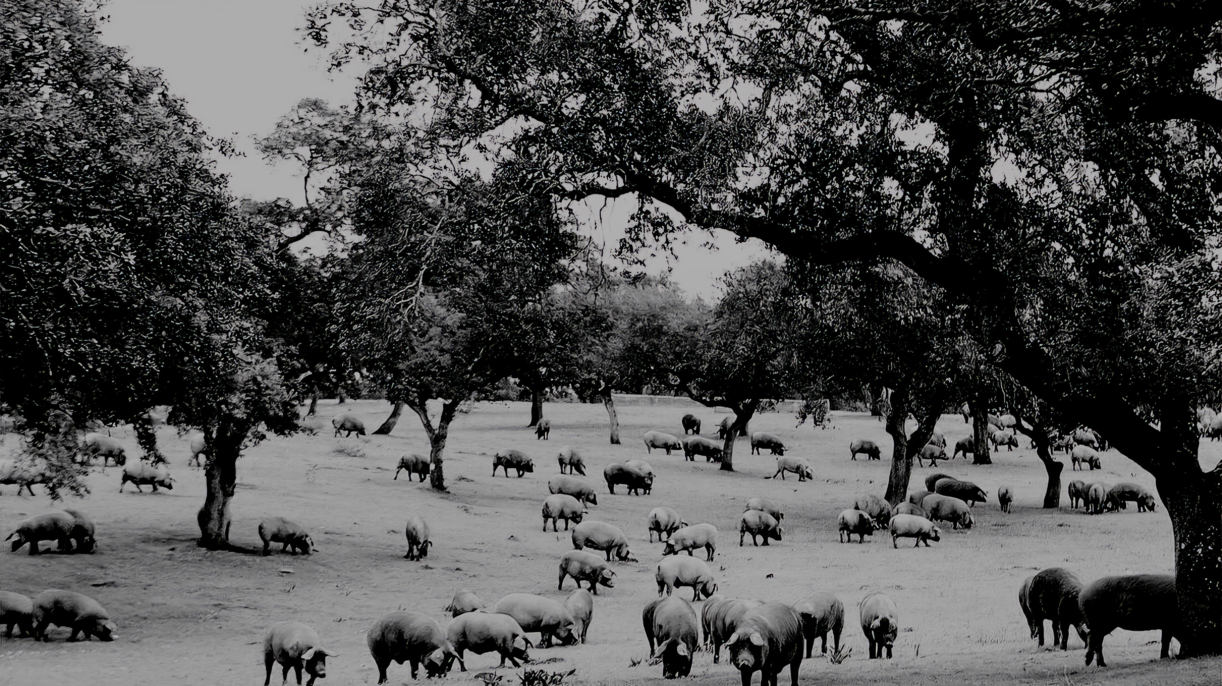 Discover Spain's most awarded product.